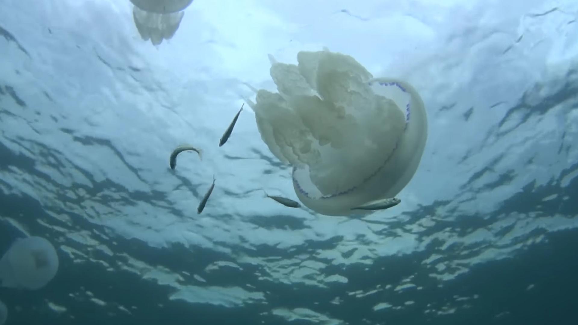 Подводная охота в Анапе (podvodnaja-ohota-v-anape) Досуг, хобби