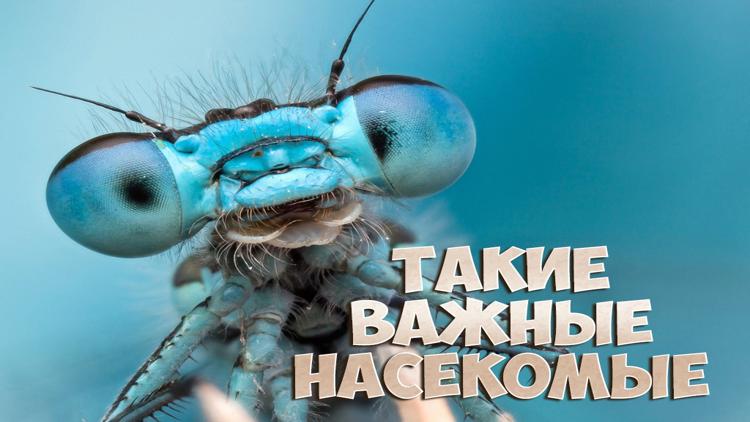 Постер Такие важные насекомые