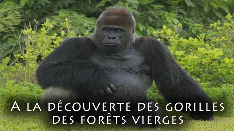 Постер A la découverte des gorilles des forêts vierges