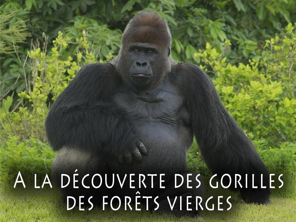 A la découverte des gorilles des forêts vierges (a-la-dcouverte-des-gorilles-des-forts-vierges) Документальный фильм