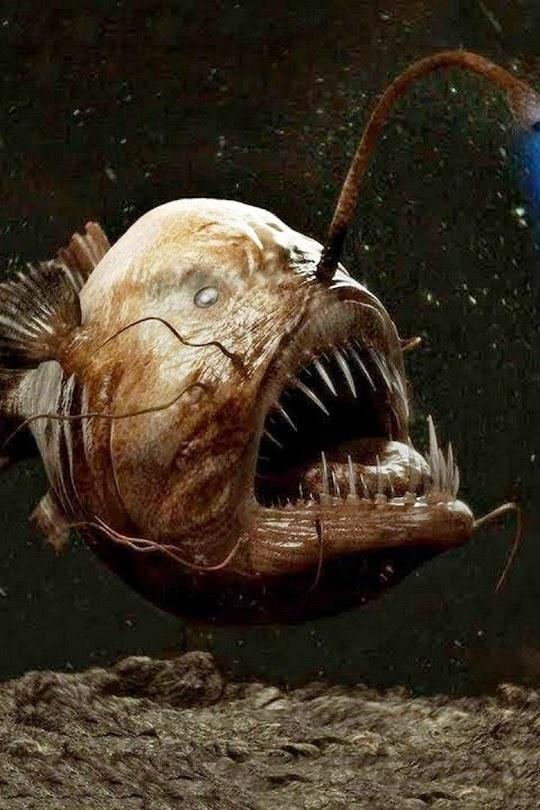 7 самых страшных монстров из океанских глубин (7-samyh-strashnyh-monstrov-iz-okeanskih-glubin) Досуг, хобби