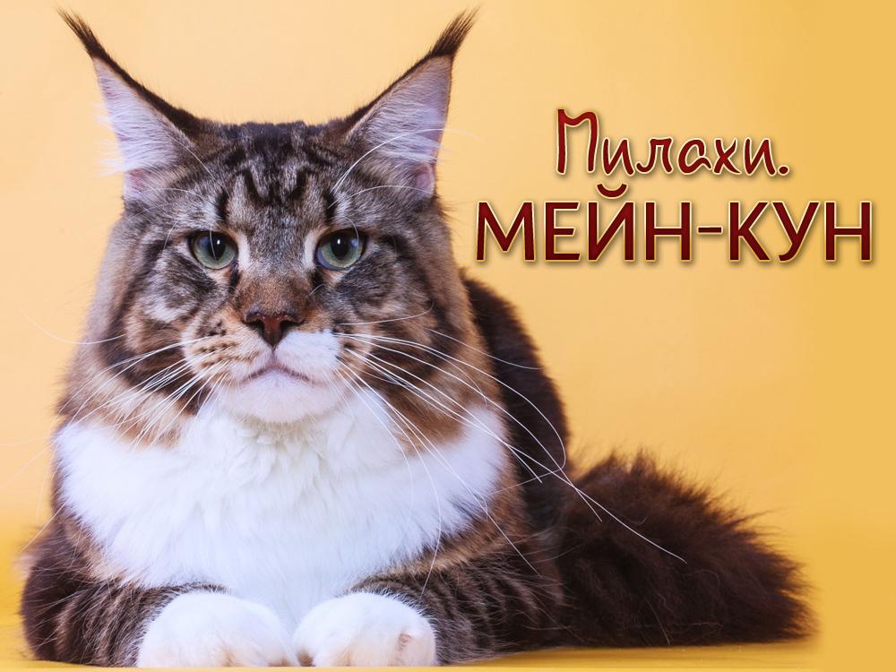 Милахи. Мейн-кун (milahi-mejn-kun) Познавательное