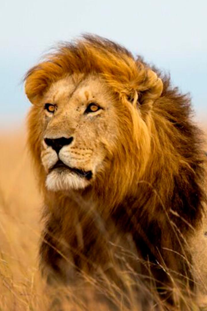 Le règne des lions du Masaï Mara (le-rgne-des-lions-du-masa-mara) Документальный сериал