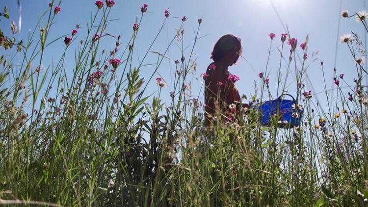 Постер Vom Acker zur Artenvielfalt – Gabys Blumenwiese