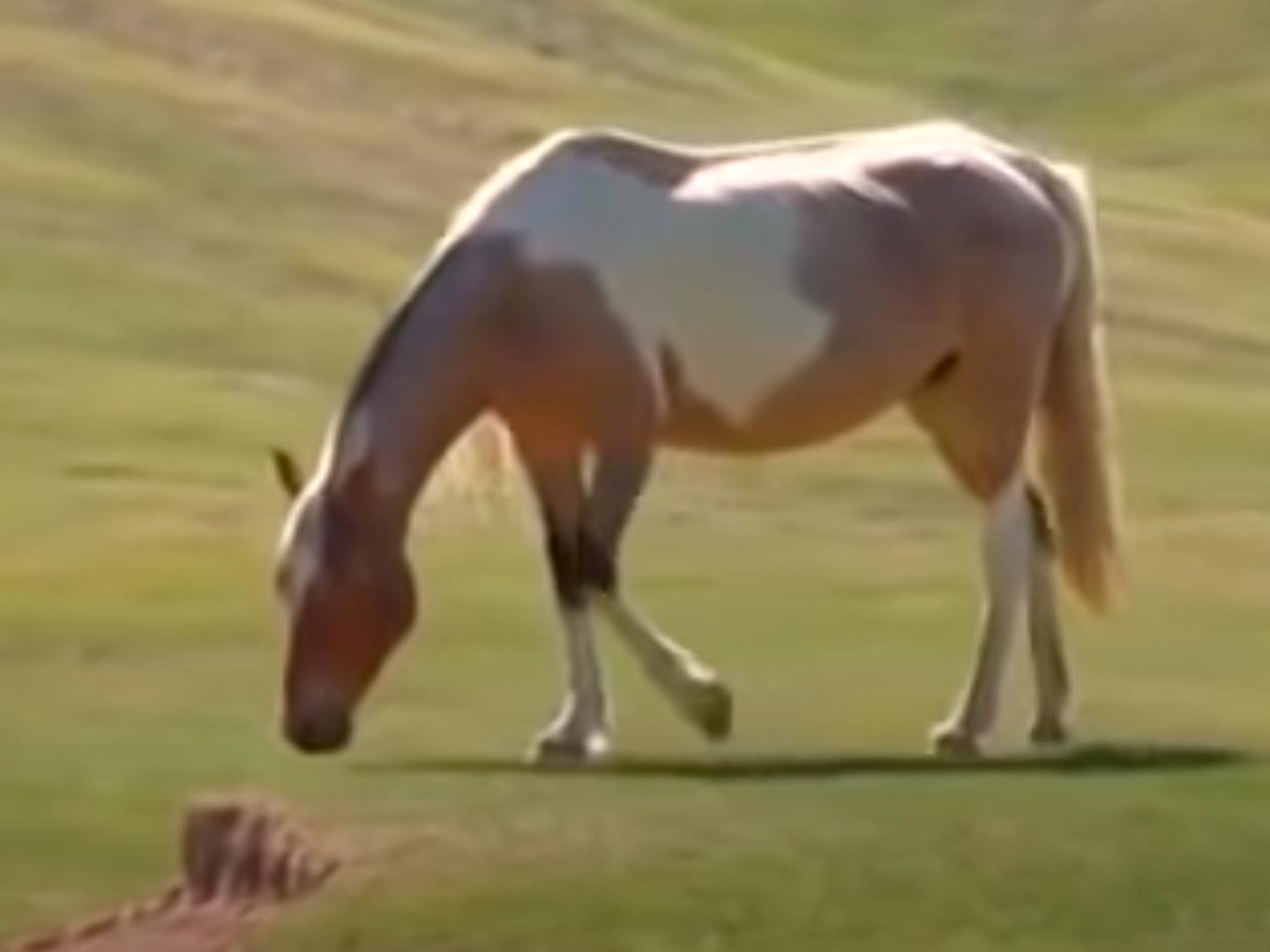 Табун в горах (tabun-v-gorah) Другое