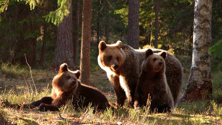 Постер Wildes Baltikum