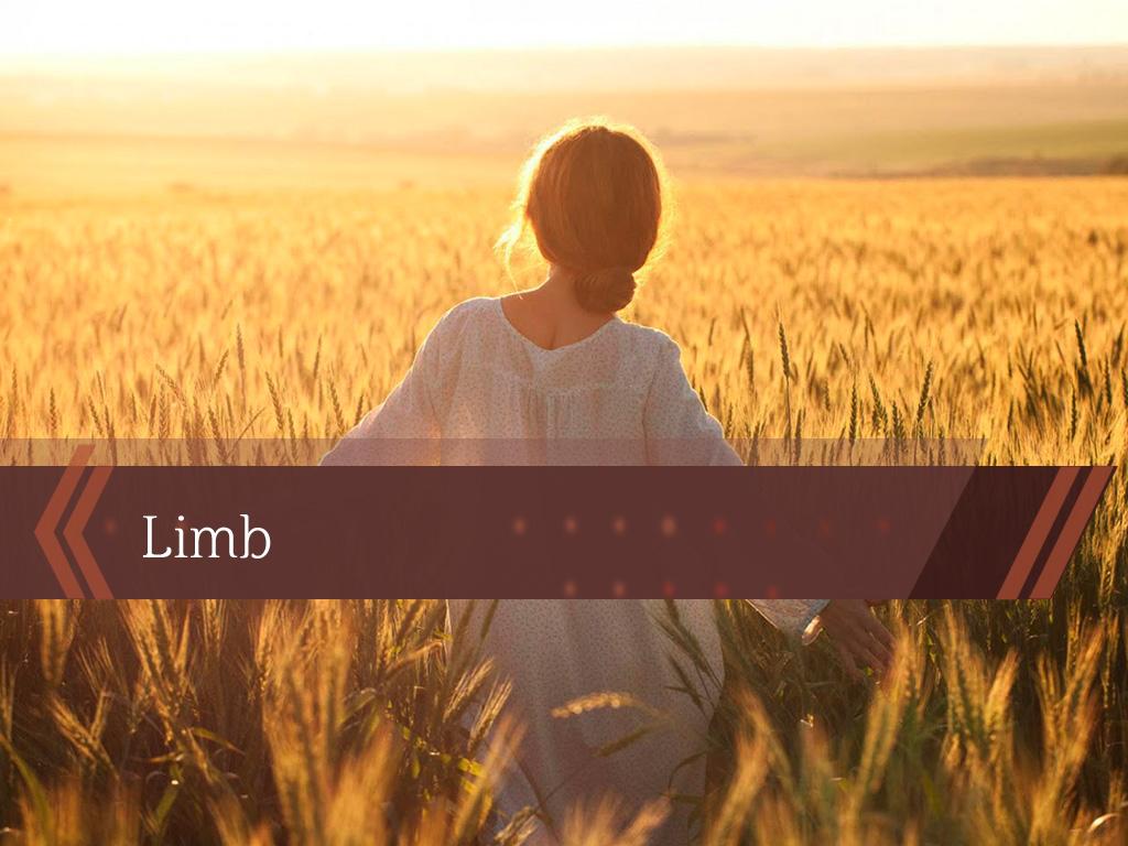 Limb (limb) Документальный фильм