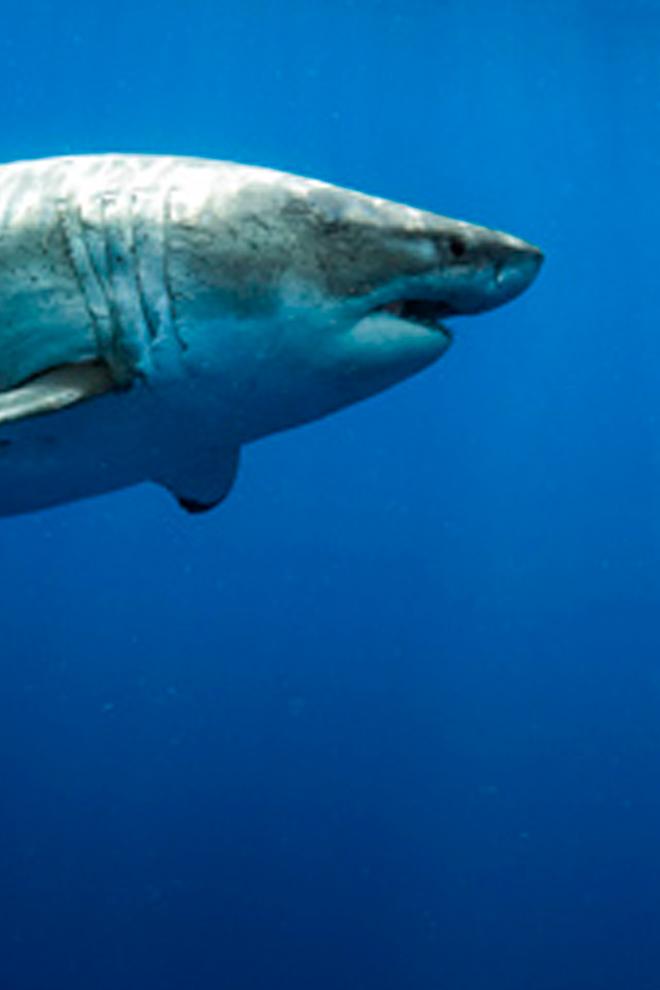 Saving Jaws (saving-jaws) Документальный фильм