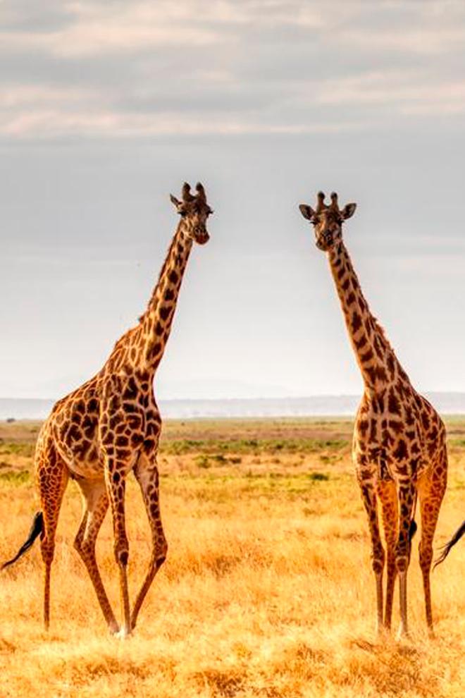 Африка. Крупные представители (afrika-krupnye-predstaviteli) Документальный фильм