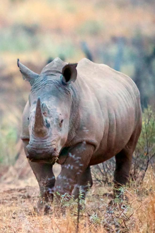 Африка. Последние носороги (afrika-poslednie-nosorogi) Документальный фильм