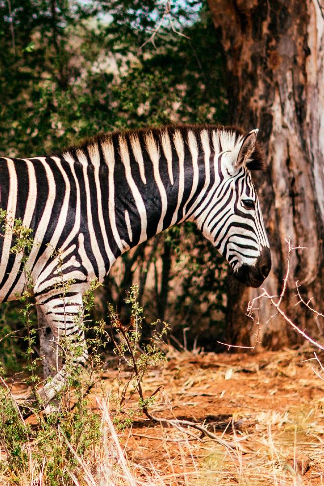 Африка. Фауна (afrika-fauna) Документальный фильм