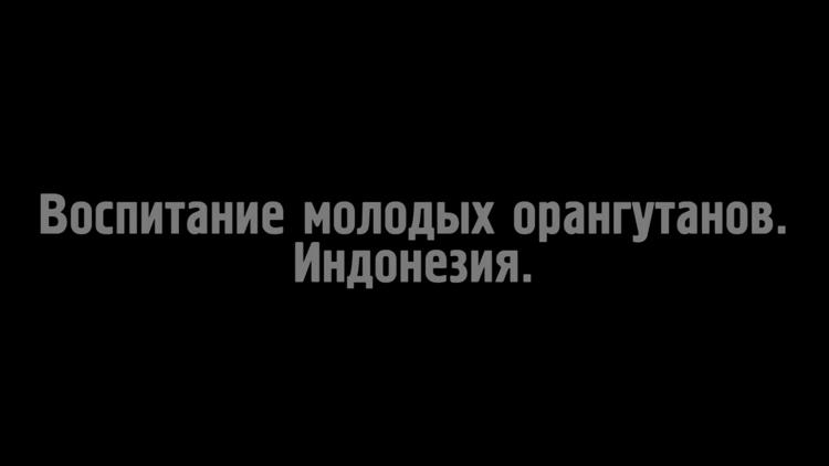 Постер Воспитание молодых орангутанов. Индонезия