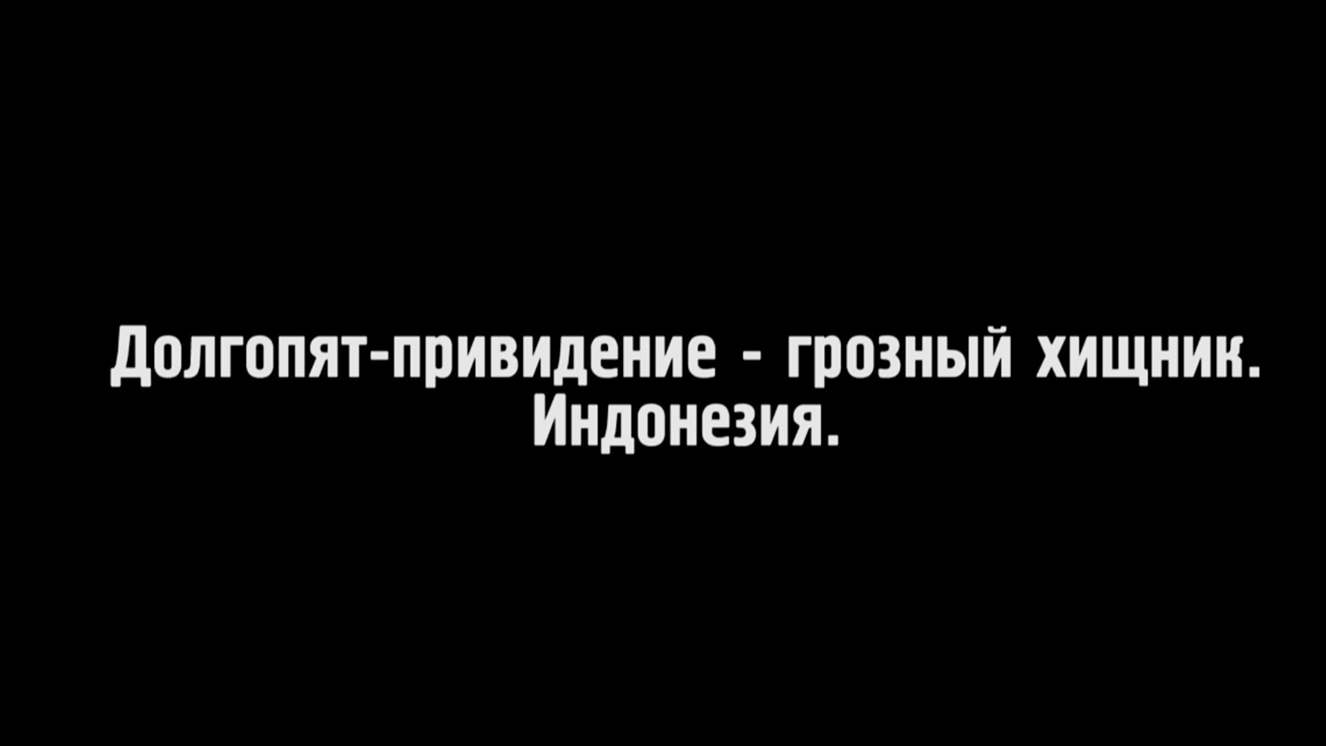 Долгопят-привидение – грозный хищник (dolgopjat-prividenie-groznyj-hischnik) Документальный фильм