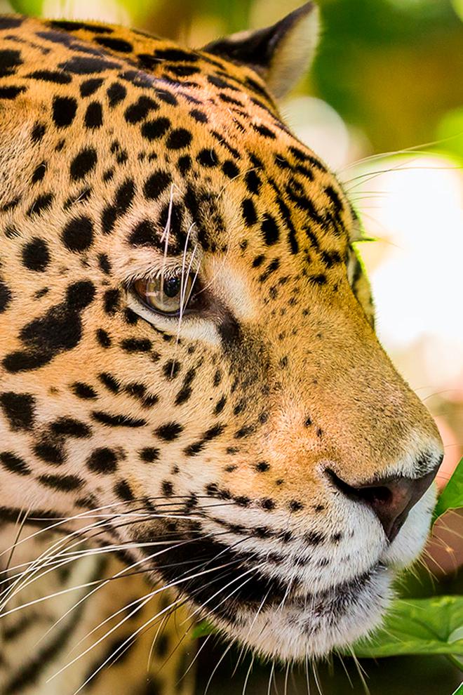 Ягуар: высший хищник. Гондурас (jaguar-vysshij-hischnik-gonduras) Документальный фильм