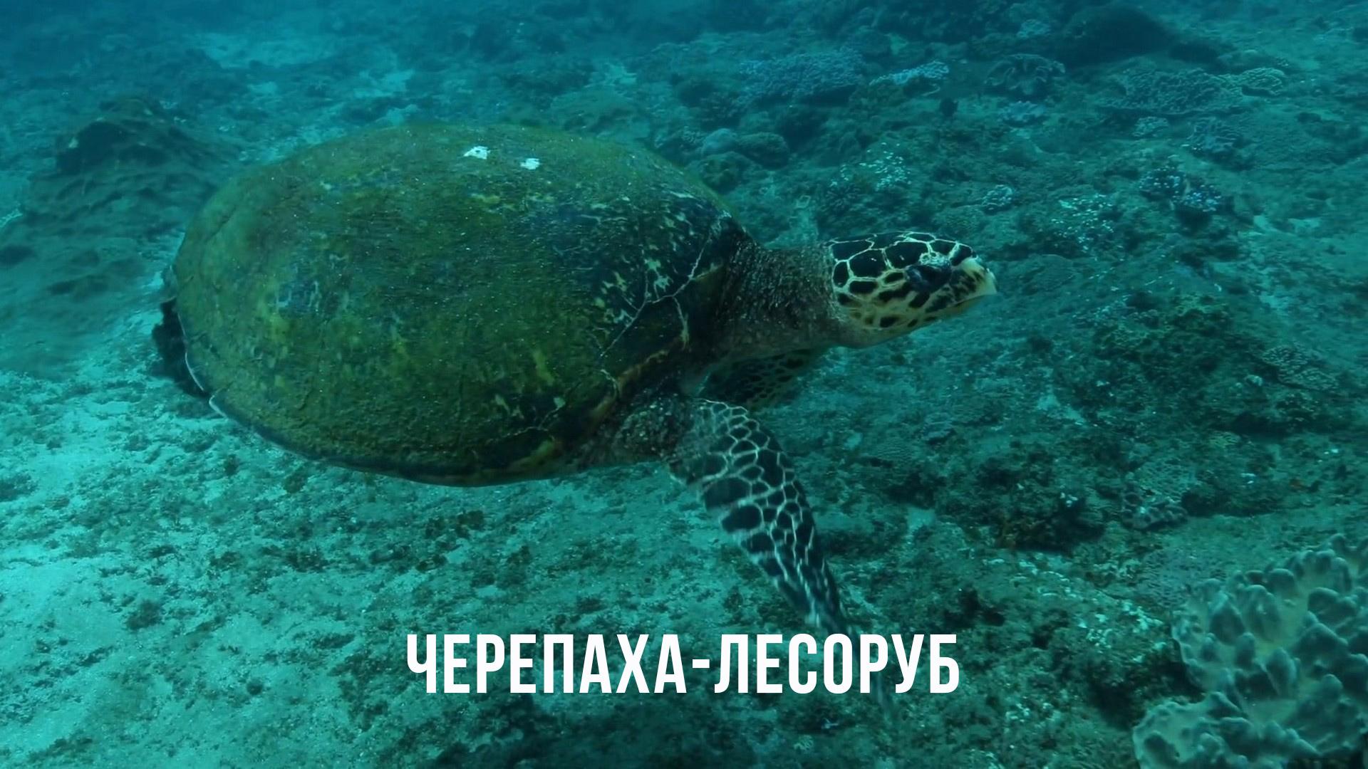 Черепаха-лесоруб (cherepaha-lesorub) Досуг, хобби