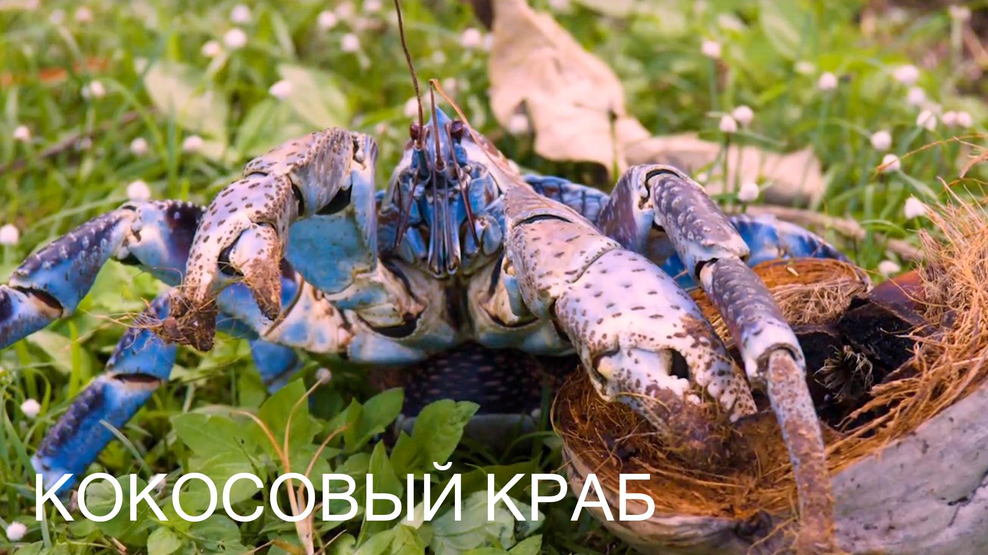 Кокосовый краб (kokosovyj-krab) Документальный фильм