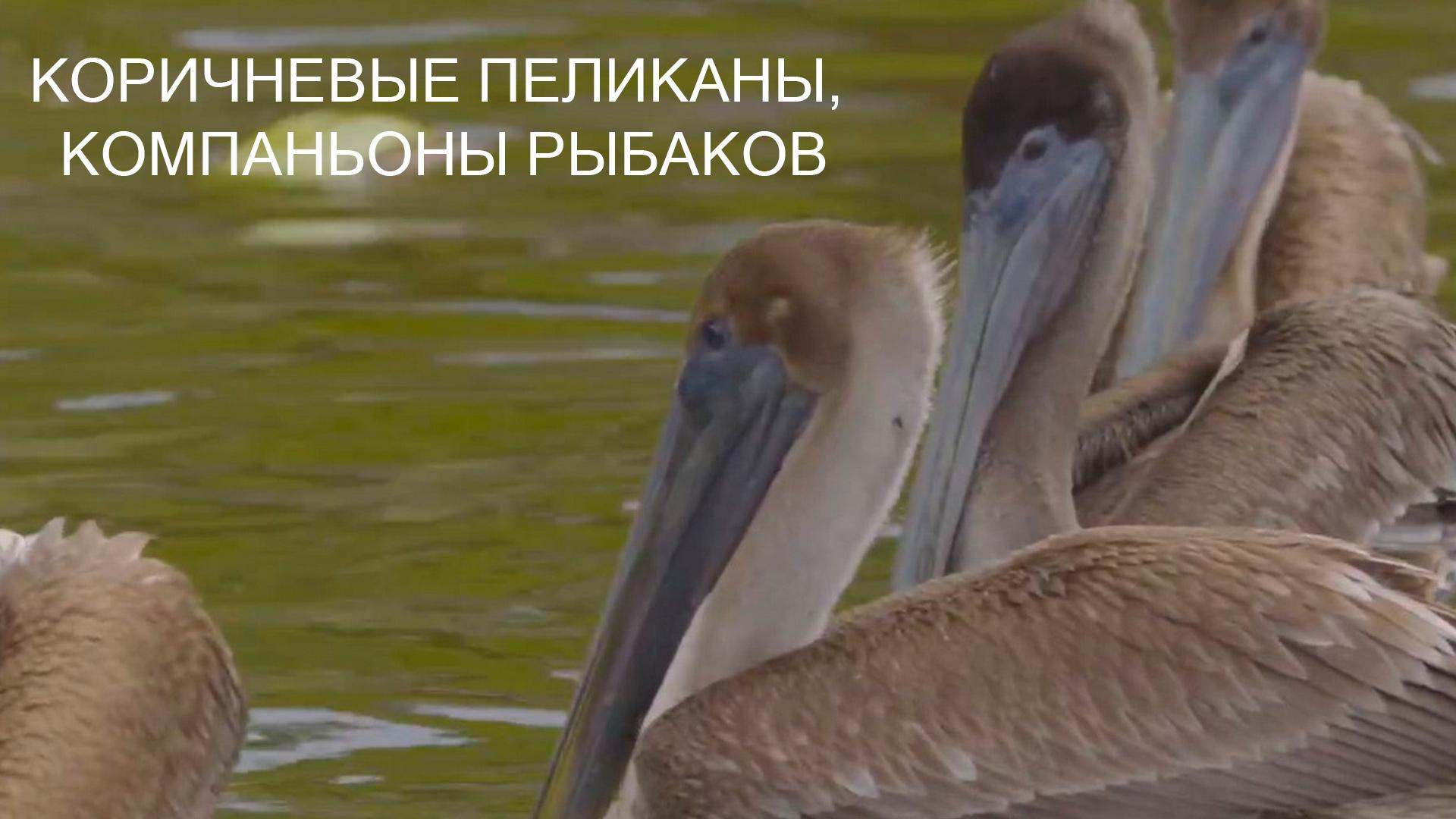 Коричневые пеликаны, компаньоны рыбаков (korichnevye-pelikany-kompanony-rybakov) Познавательное