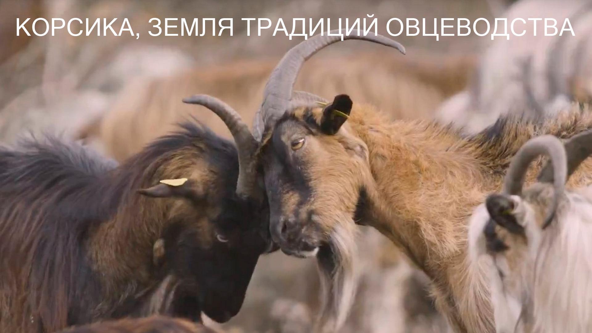 Корсика, земля традиций овцеводства (korsika-zemlja-traditsij-ovtsevodstva) Документальный фильм