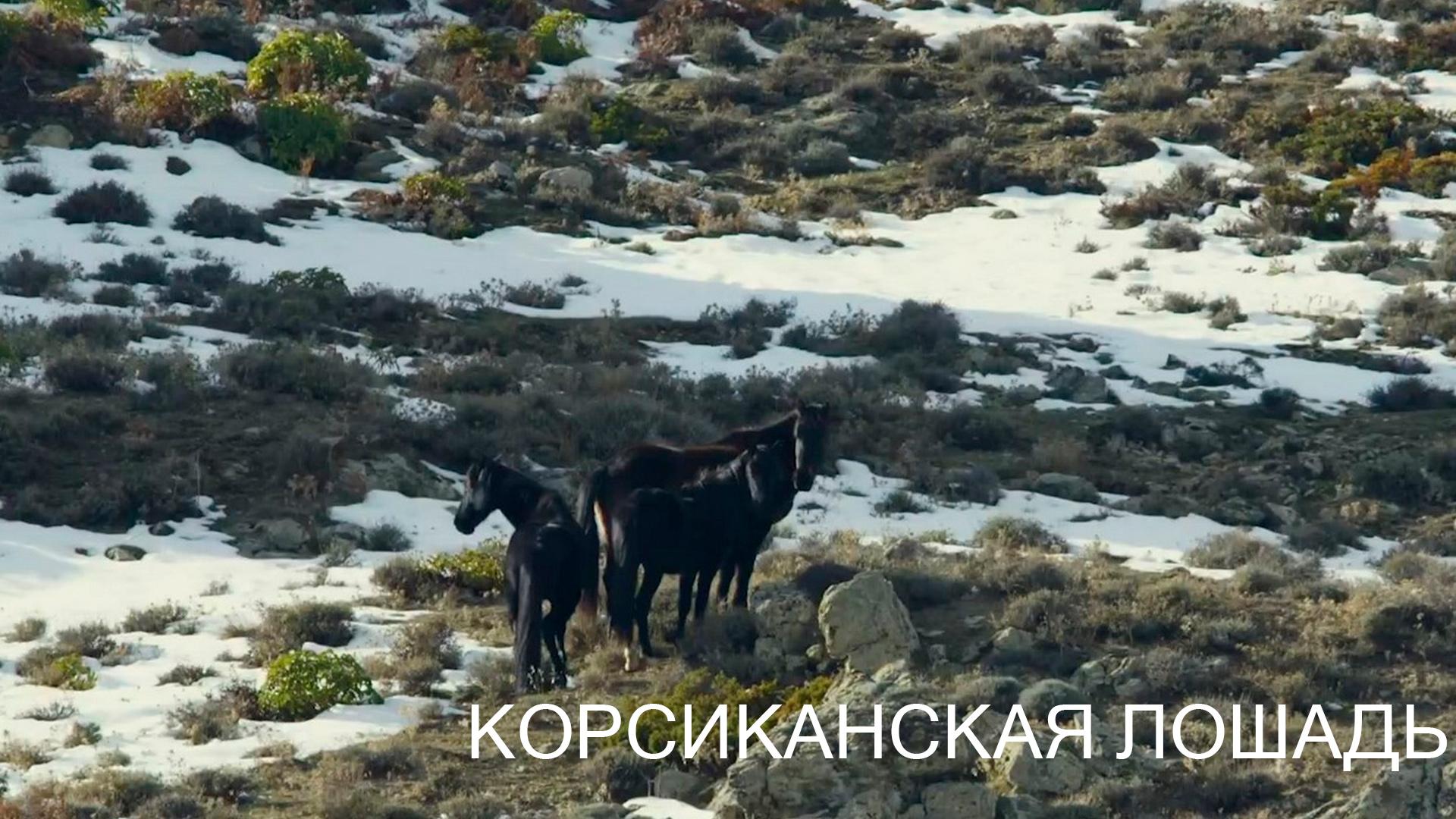 Корсиканская лошадь (korsikanskaja-loshad) Досуг, хобби