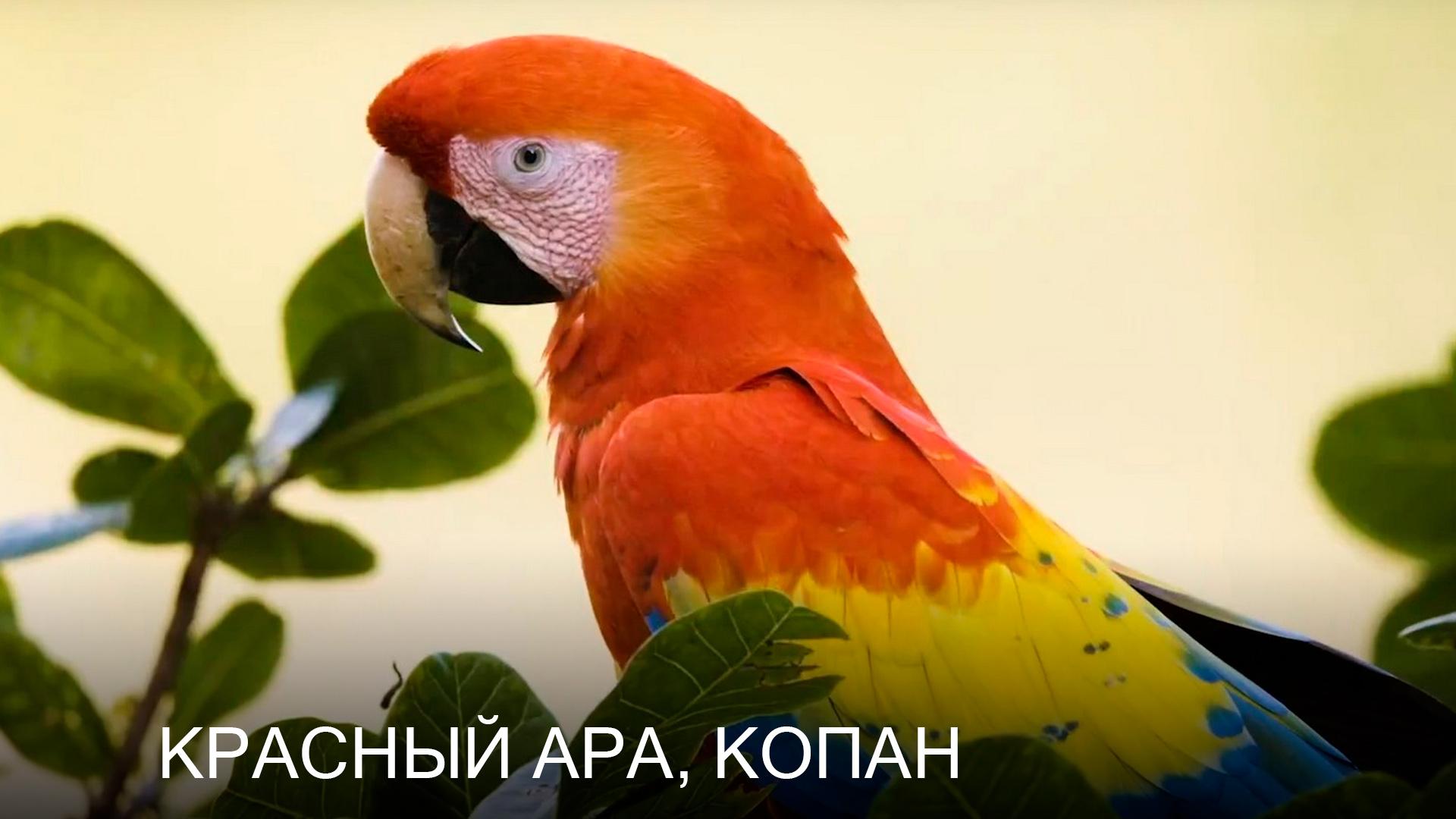 Красный ара, Копан (krasnyj-ara-kopan) Документальный фильм