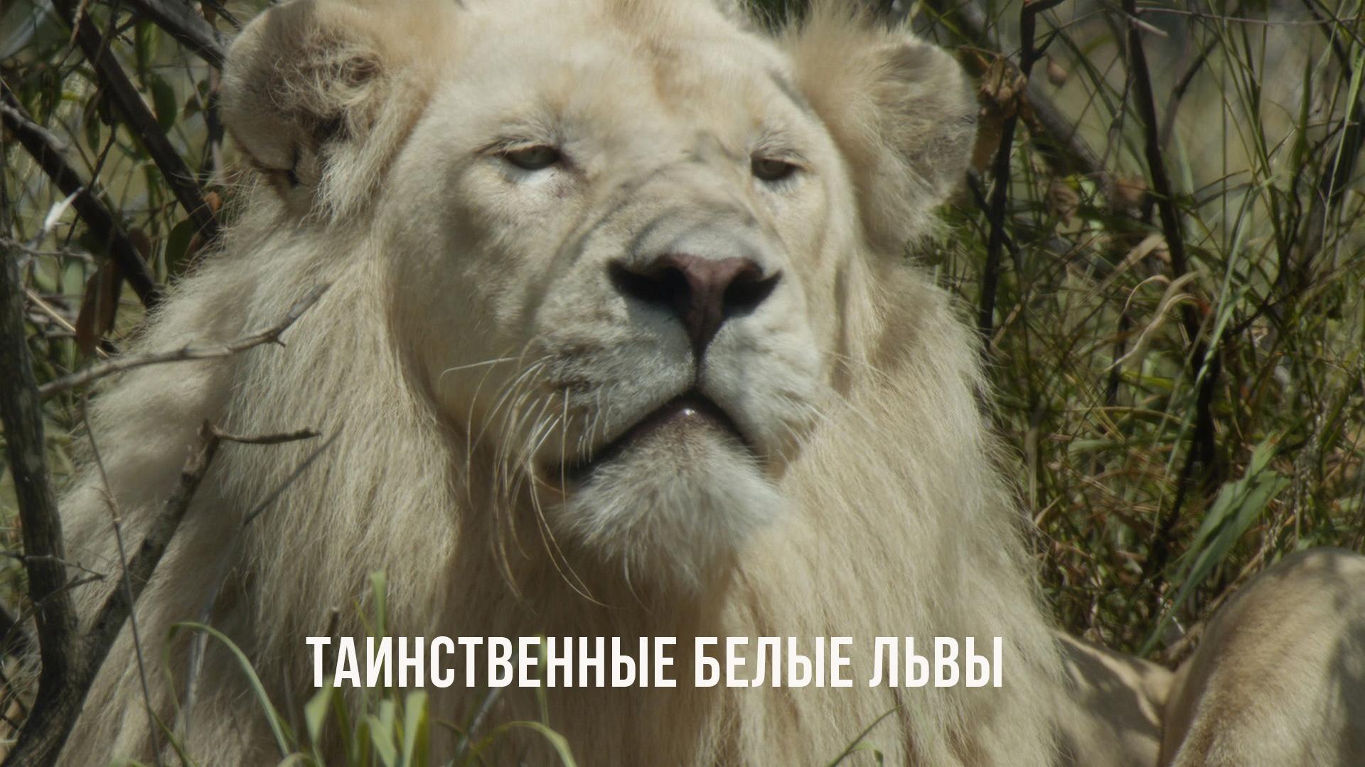 Таинственные белые львы. Южная Африка (tainstvennye-belye-lvy-juzhnaja-afrika) Документальный сериал