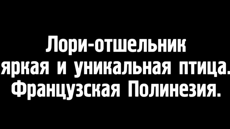 Постер Лори-отшельник - яркая и уникальная птица