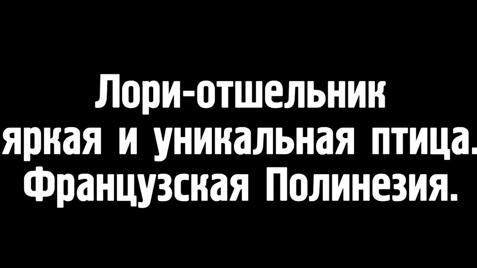 Лори-отшельник - яркая и уникальная птица (lori-otshelnik-jarkaja-i-unikalnaja-ptitsa) Документальный фильм