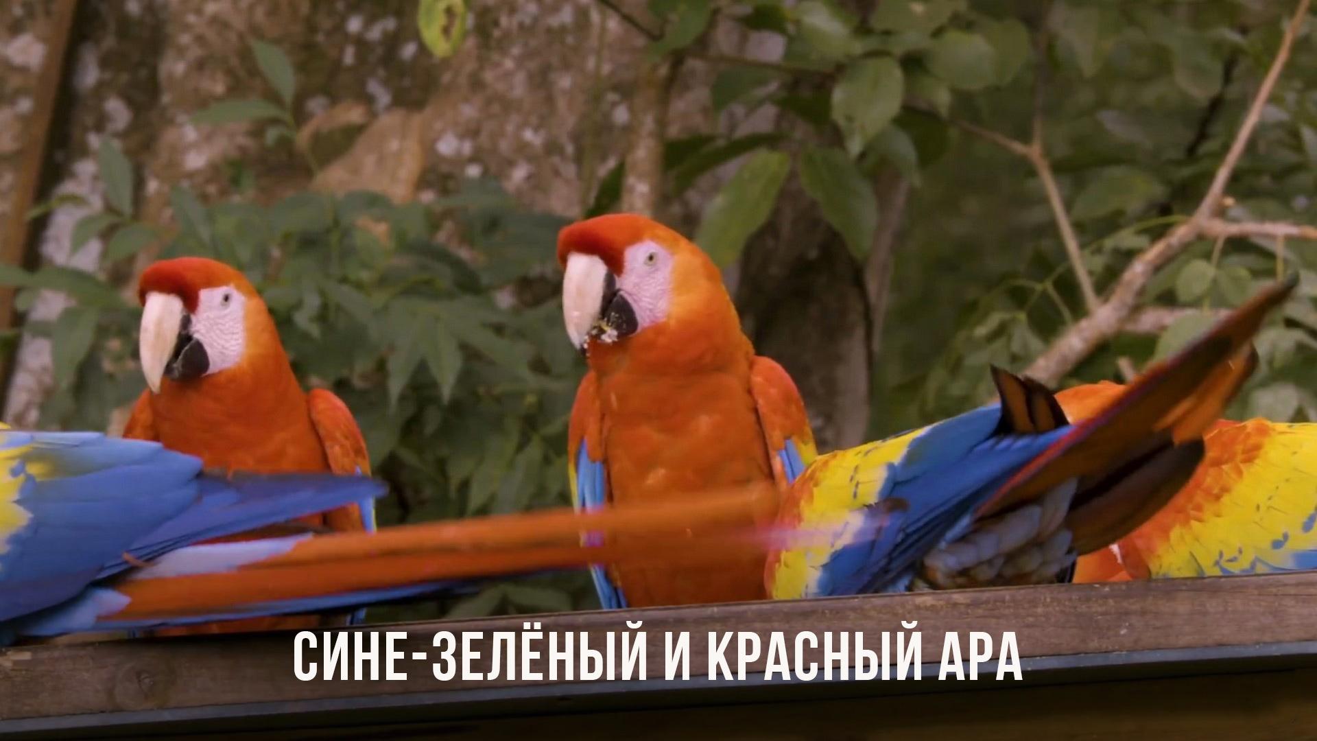 Сине-зелёный и красный ара (sine-zelenyj-i-krasnyj-ara) Документальный фильм