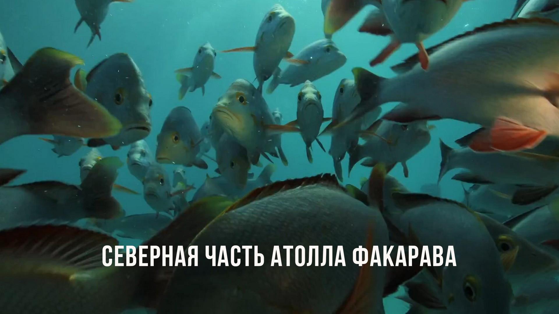 Северная часть атолла Факарава (severnaja-chast-atolla-fakarava) Документальный фильм