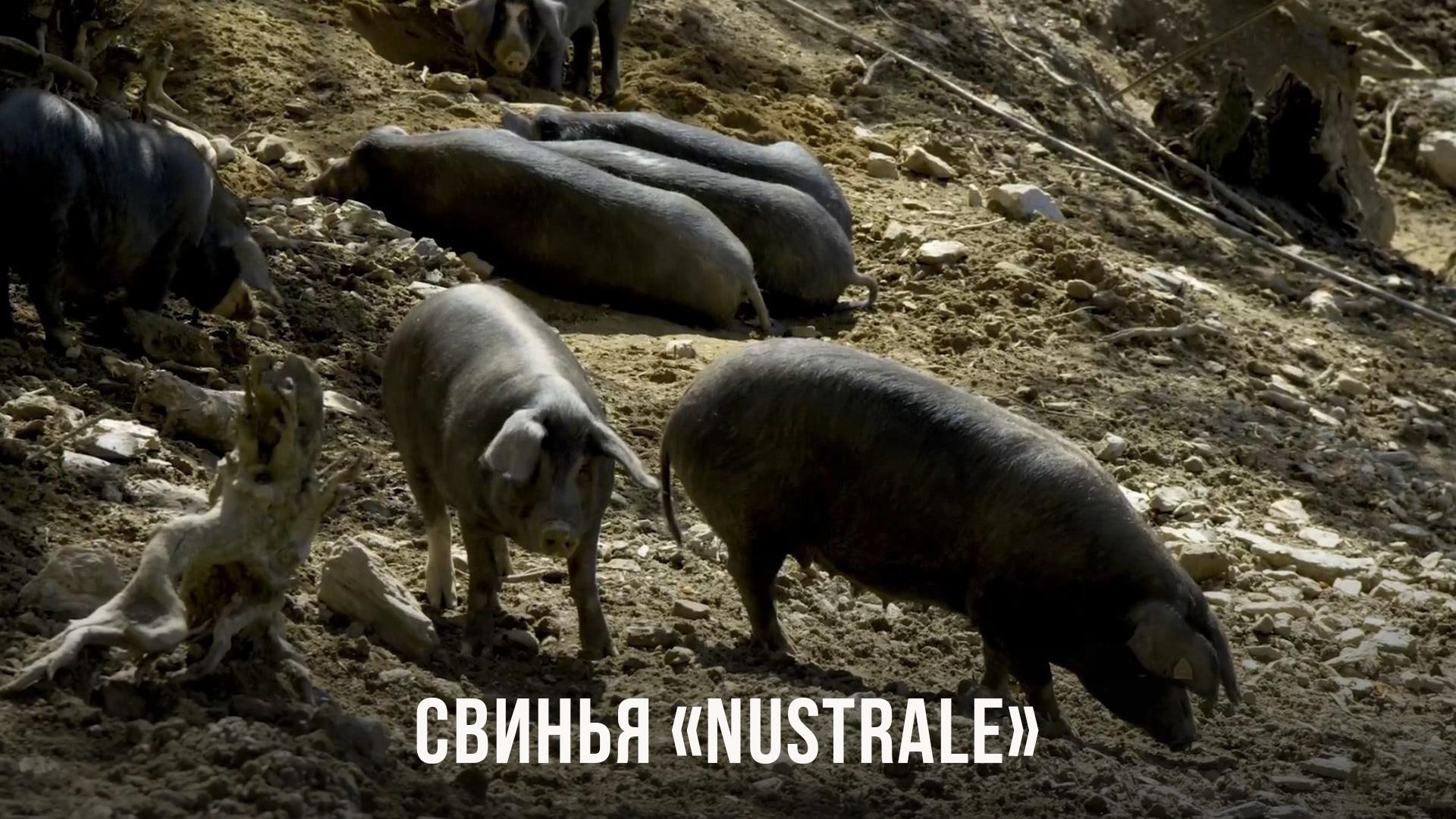 Свинья «Nustrale» (svinja-nustrale) Документальный фильм