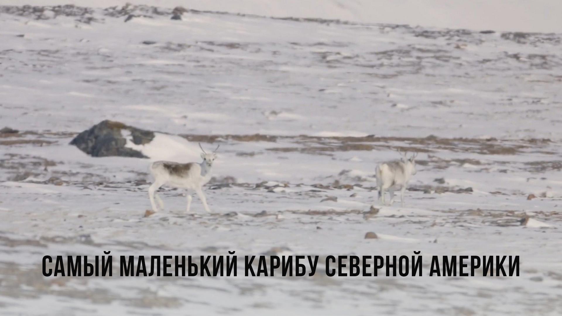 Самый маленький карибу Северной Америки (samyj-malenkij-karibu-severnoj-ameriki) Документальный фильм