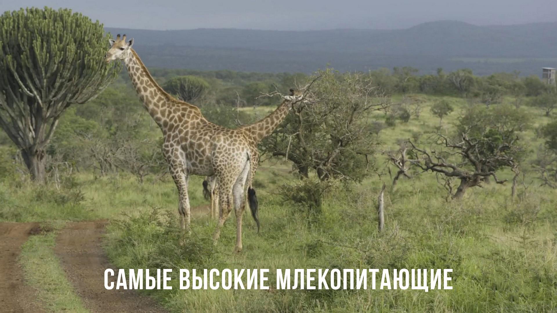 Самые высокие млекопитающие Южной Африки (samye-vysokie-mlekopitajuschie-juzhnoj-afriki) Документальный фильм