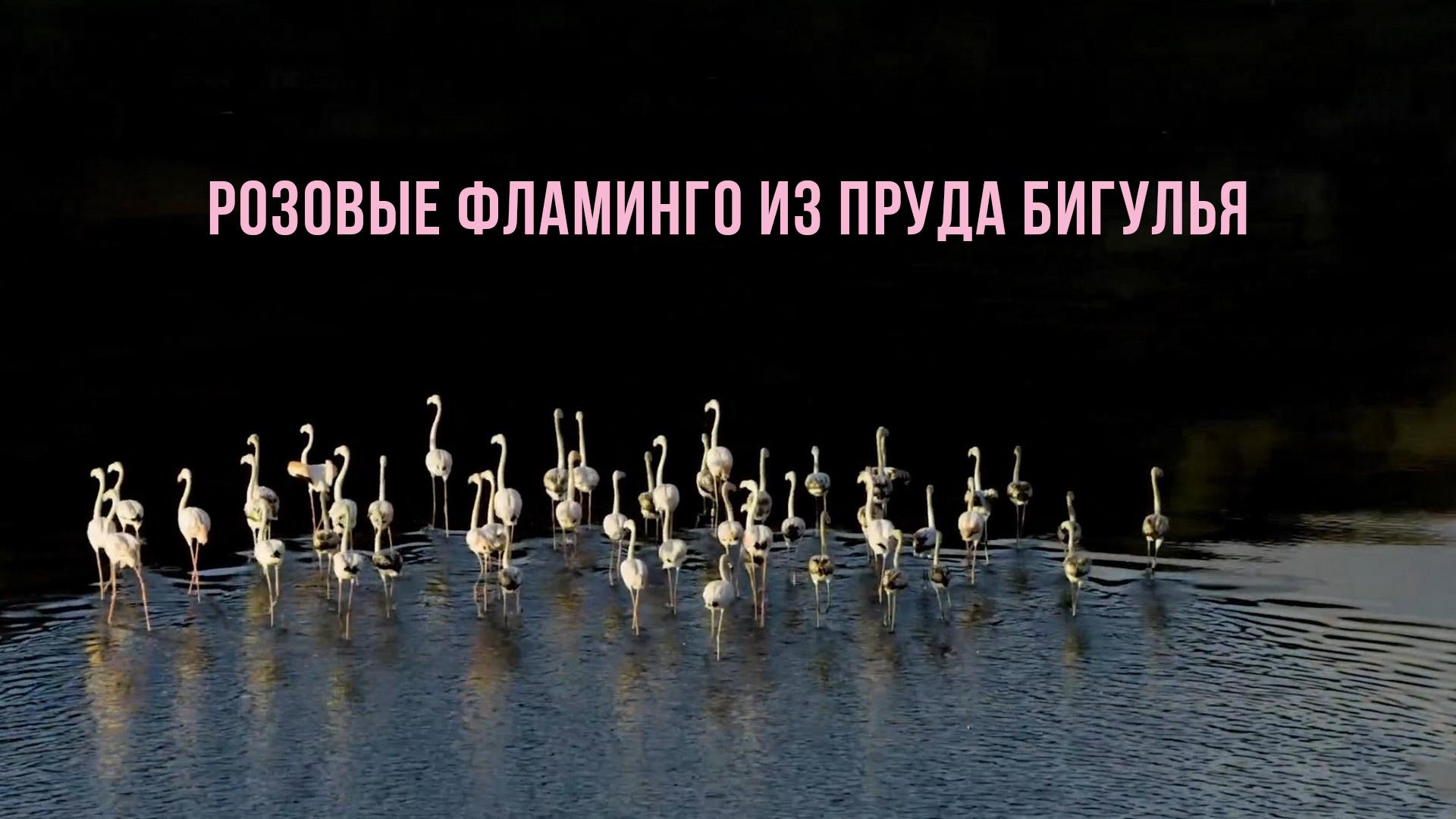 Розовые фламинго из пруда Бигулья (rozovye-flamingo-iz-pruda-bigulja) Документальный фильм
