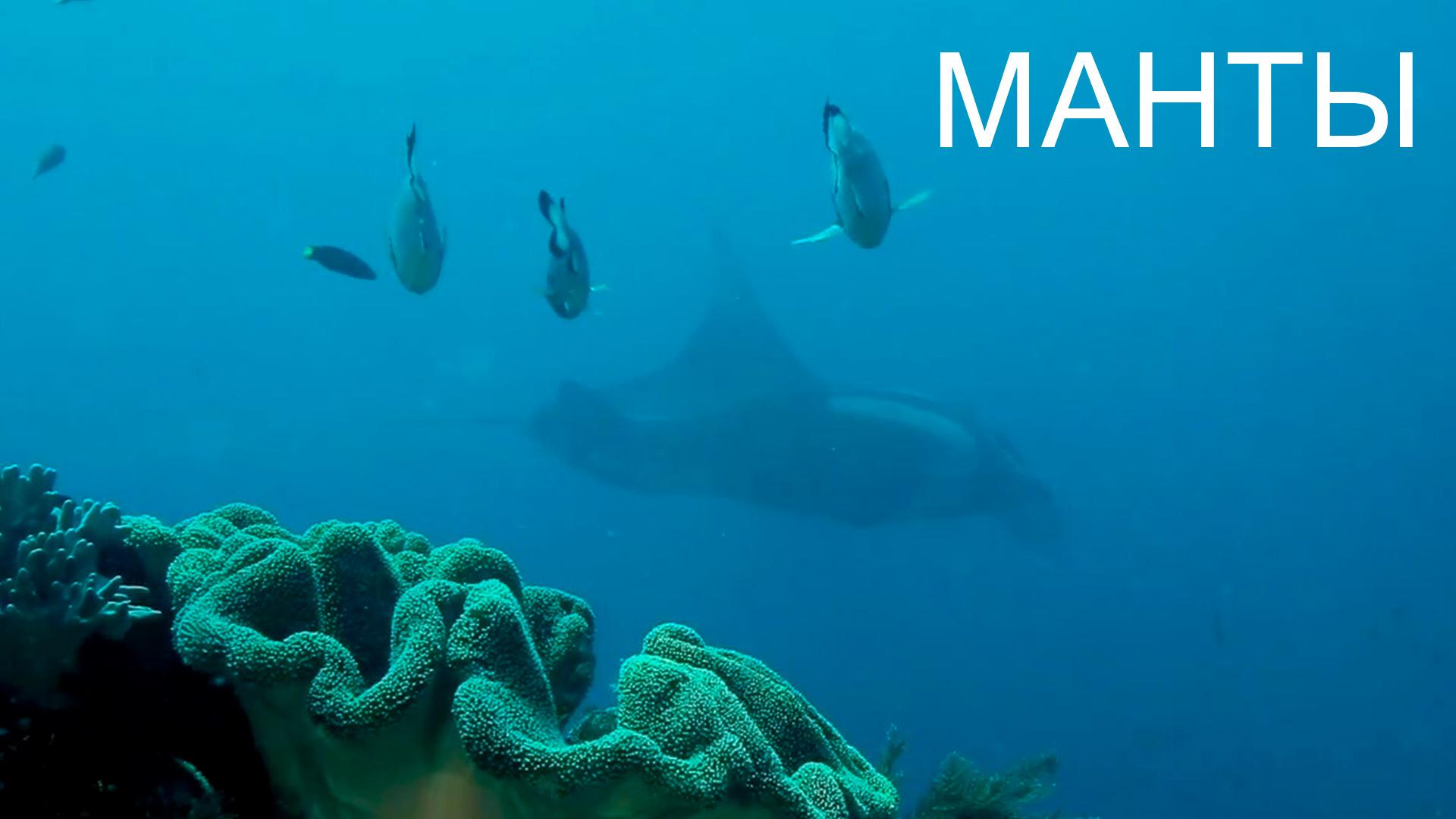 Манты (manty) Документальный фильм