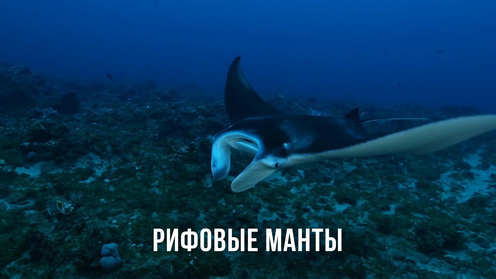 Рифовые манты (rifovye-manty) Документальный фильм