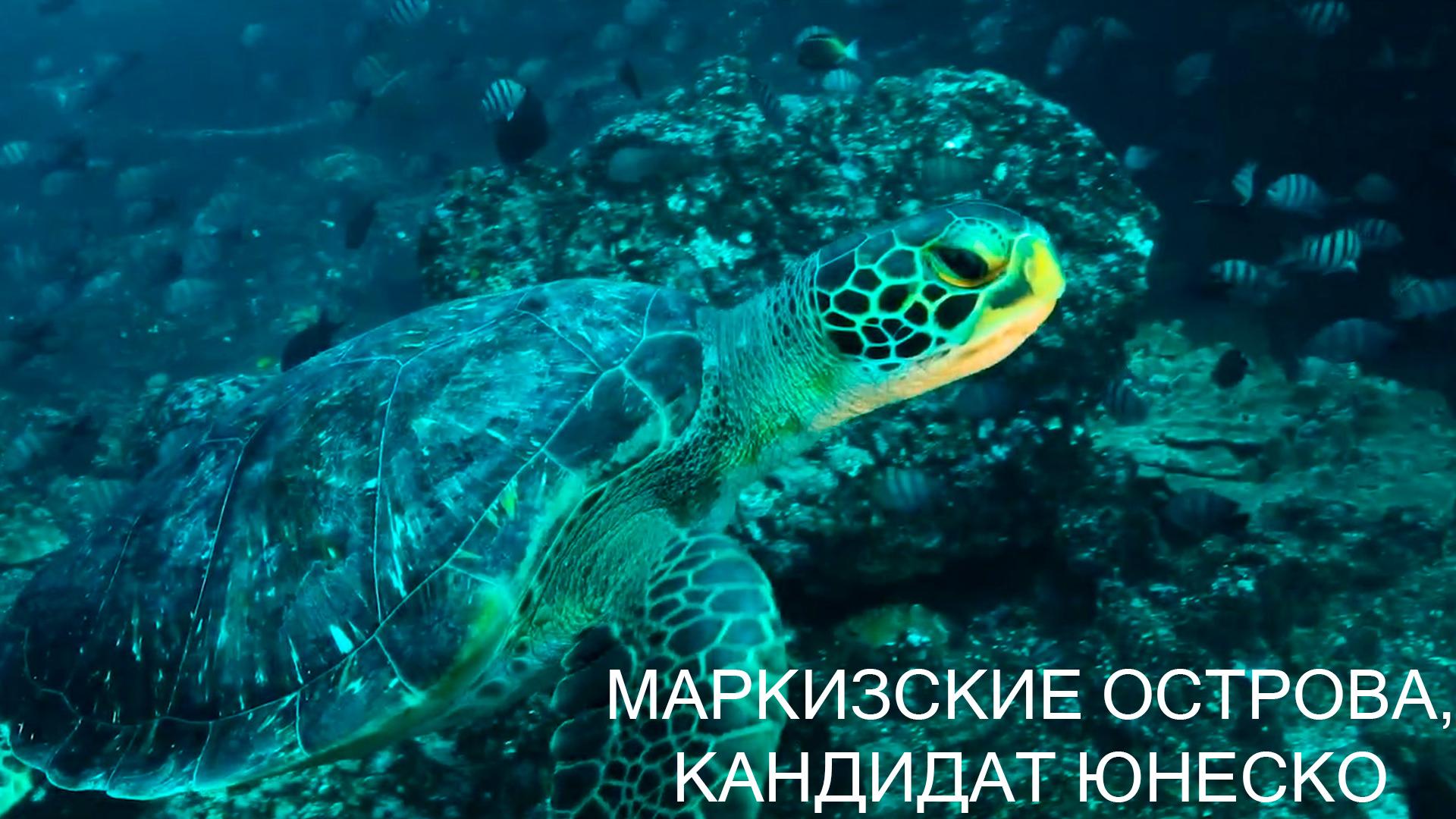 Маркизские острова, кандидат Юнеско (markizskie-ostrova-kandidat-junesko) Документальный фильм