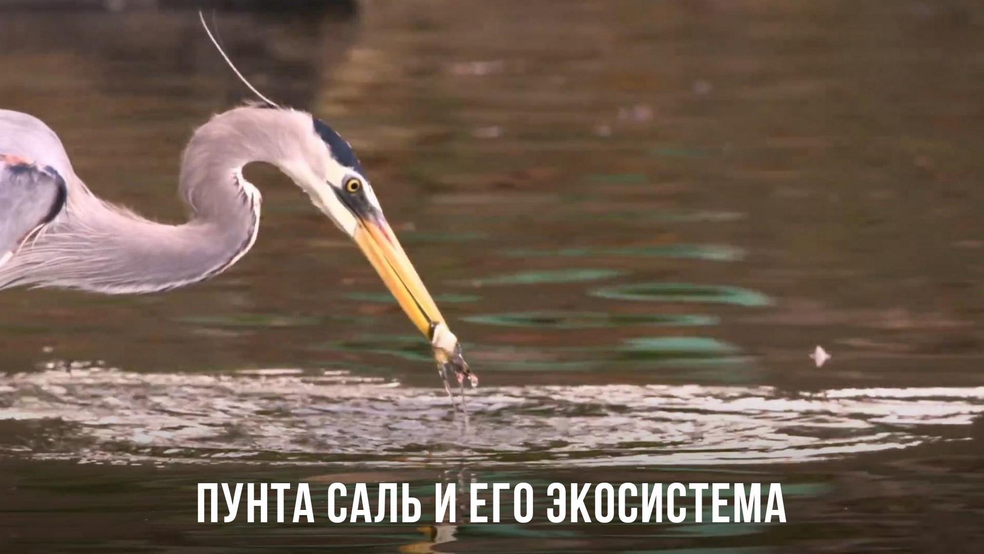Пунта Саль и его экосистема (punta-sal-i-ego-ekosistema) Документальный фильм