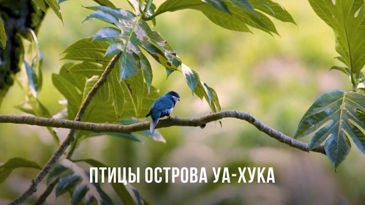 Постер Птицы острова Уа-Хука