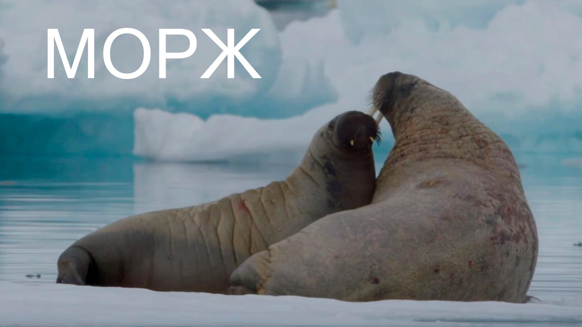 Морж (morzh) Документальный фильм