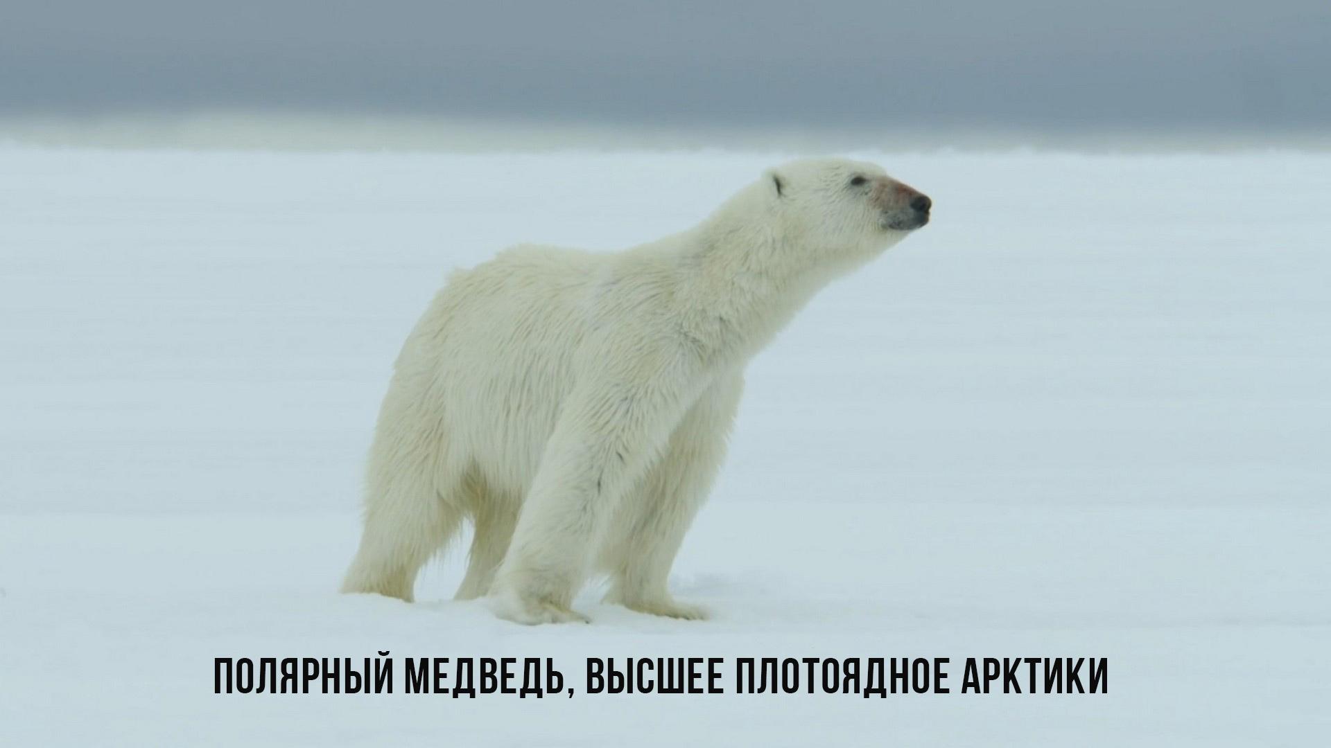 Полярный медведь, высшее плотоядное Арктики (poljarnyj-medved-vysshee-plotojadnoe-arktiki) Документальный фильм