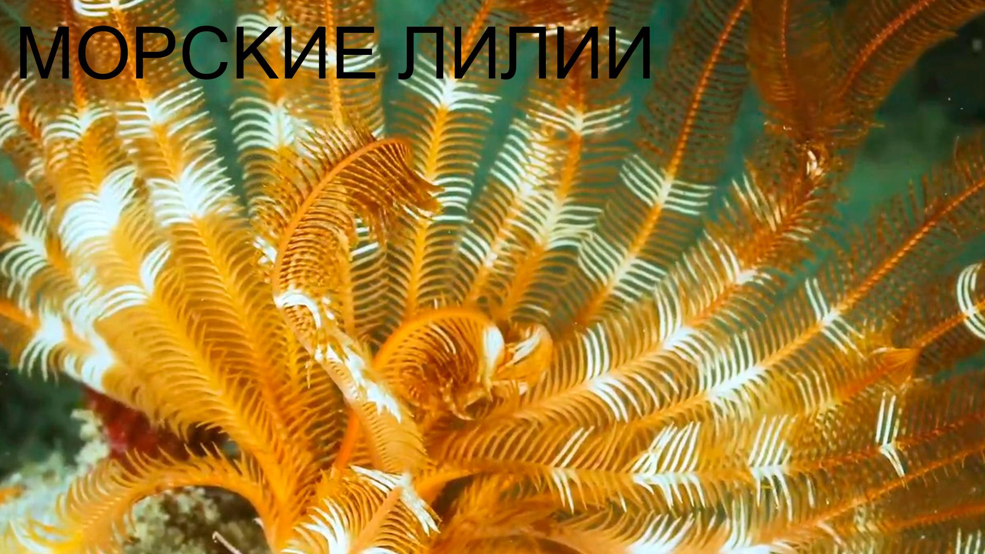 Морские лилии в Западном Папуа (morskie-lilii-v-zapadnom-papua) Документальный фильм