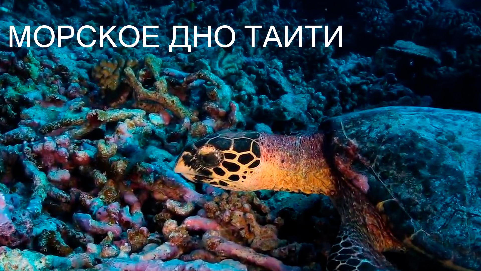 Морское дно Таити (morskoe-dno-taiti) Документальный фильм