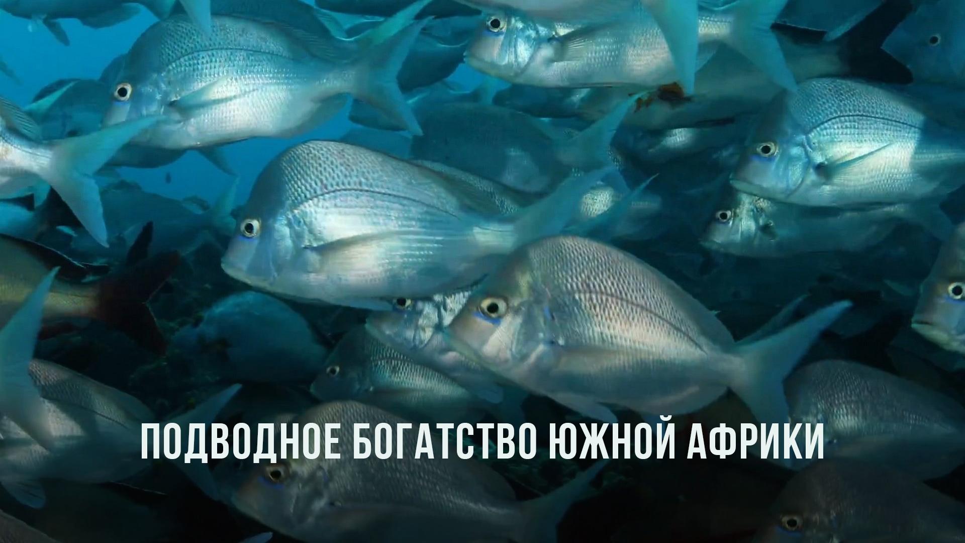 Подводное богатство Южной Африки (podvodnoe-bogatstvo-juzhnoj-afriki) Документальный фильм