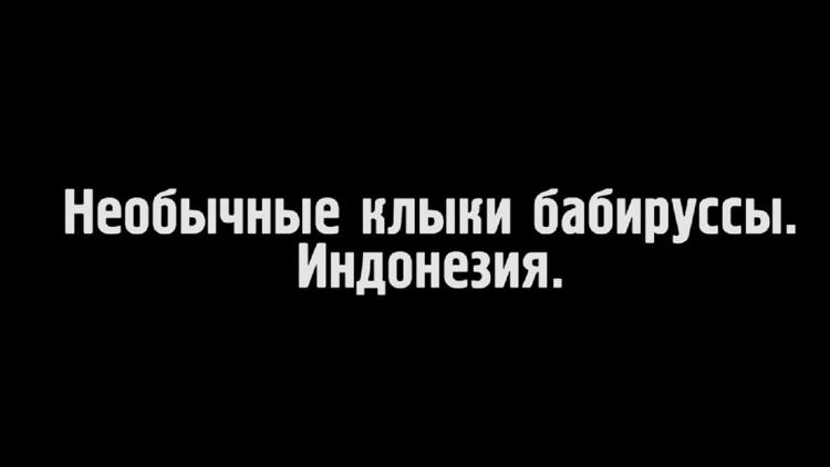 Постер Необычные клыки бабируссы в Индонезии