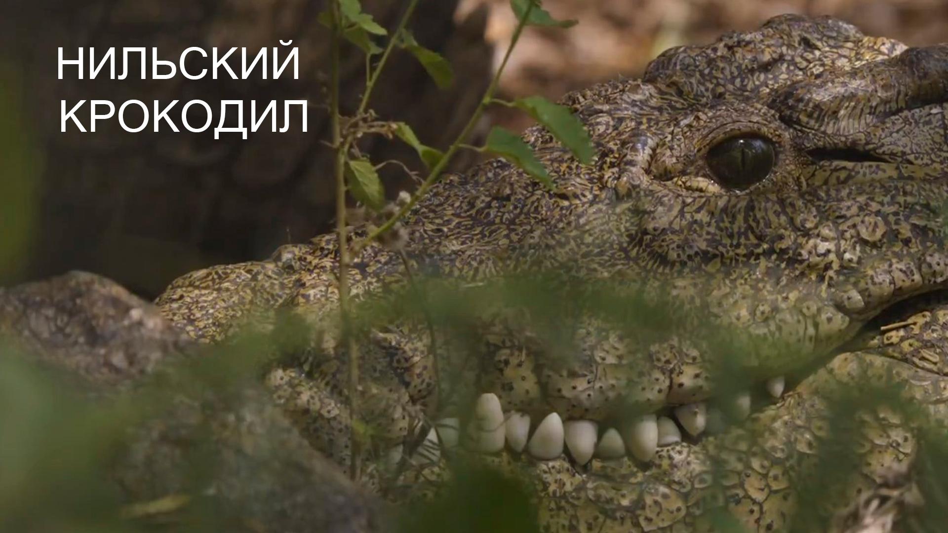 Нильский крокодил (nilskij-krokodil) Документальный фильм