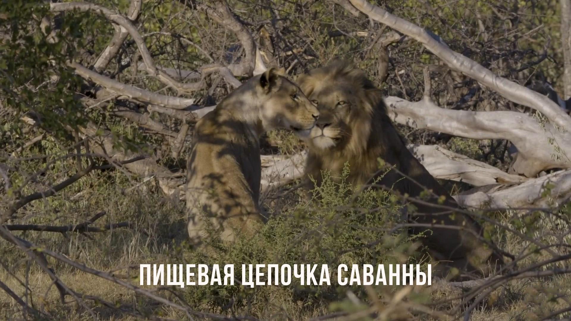 Пищевая цепочка саванны (pischevaja-tsepochka-savanny) Познавательное