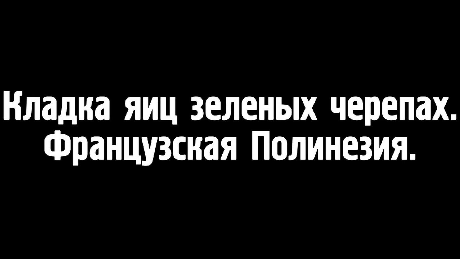 Кладка яиц зелёных черепах в Полинезии (kladka-jaits-zelenyh-cherepah-v-polinezii) Документальный фильм