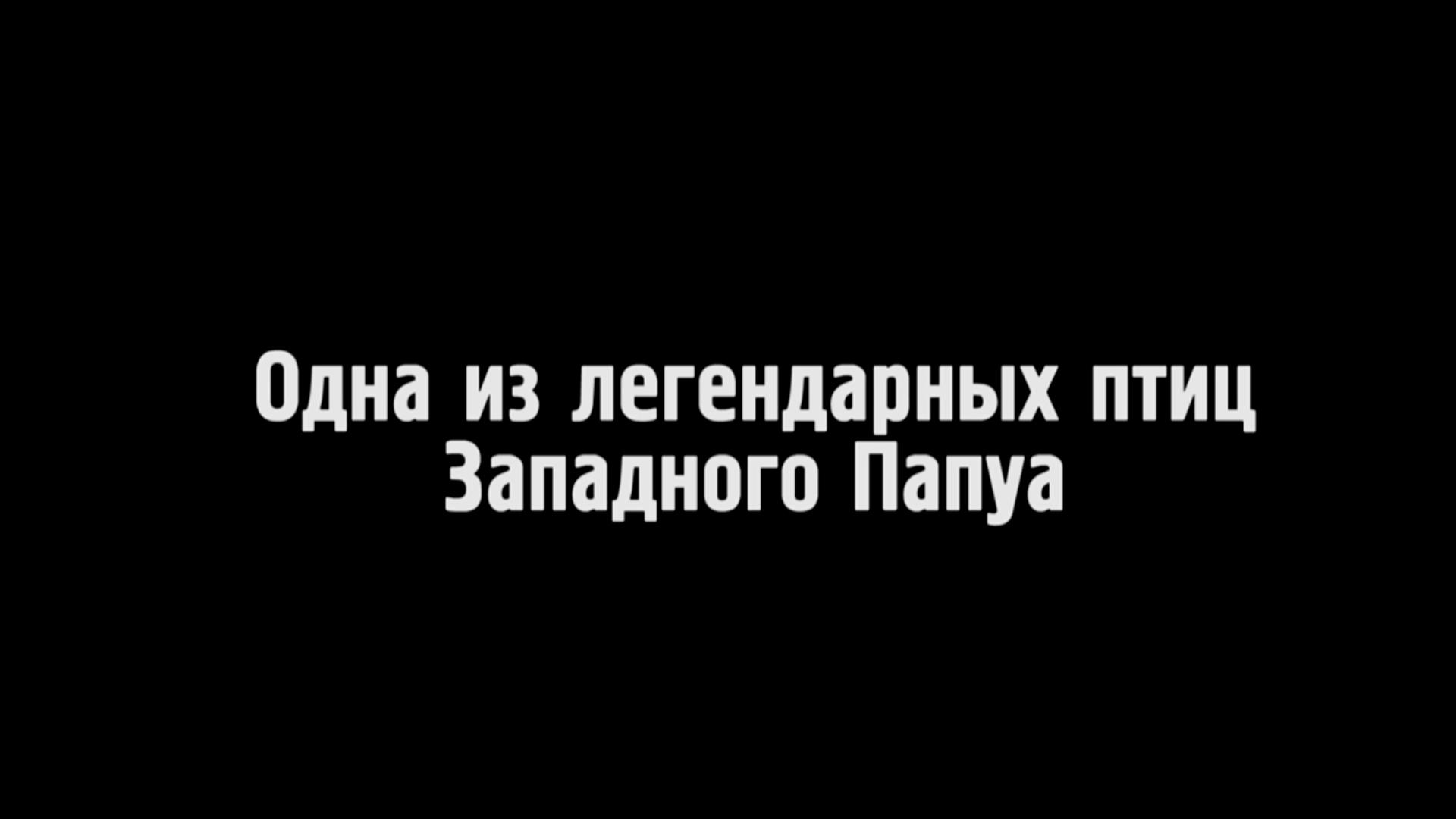 Одна из легендарных птиц Западного Папуа (odna-iz-legendarnyh-ptits-zapadnogo-papua) Документальный фильм