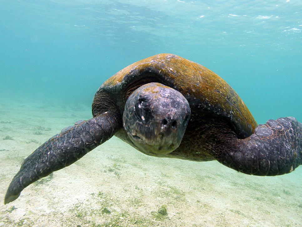 Уникальные Галапагосские острова 3D: Южная Америка (unikalnye-galapagosskie-ostrova-3d-juzhnaja-amerika) Документальный фильм