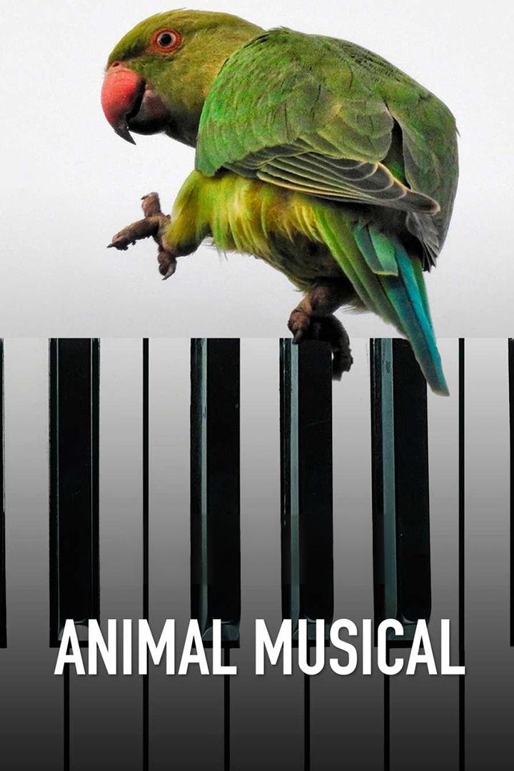 El animal musical (el-animal-musical) Досуг, хобби